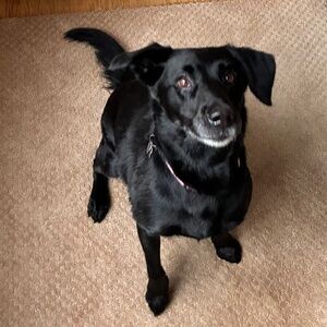 Black dog, not too aged